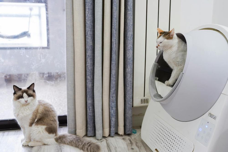 Kattlådor och tillbehör