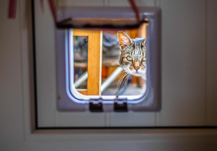 Kattluckor och nät