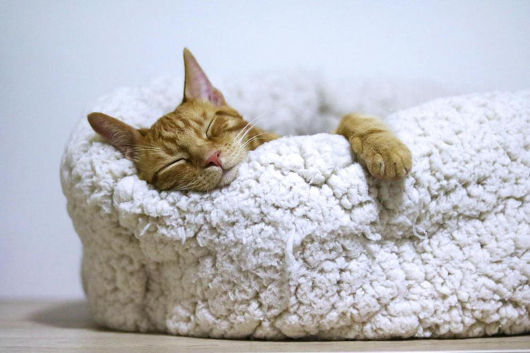 Kattbäddar