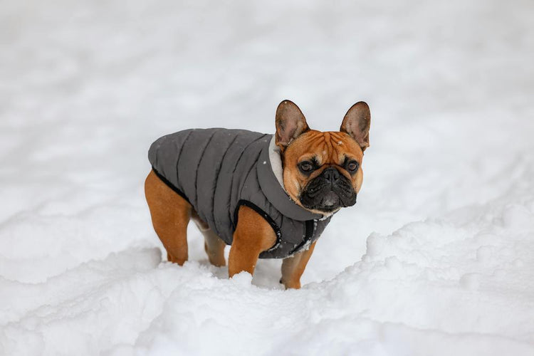 Hundkläder