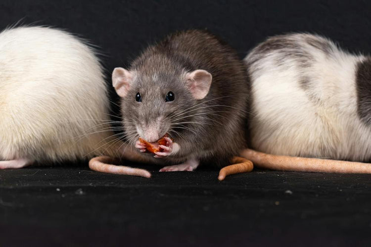 Snacks smådjur
