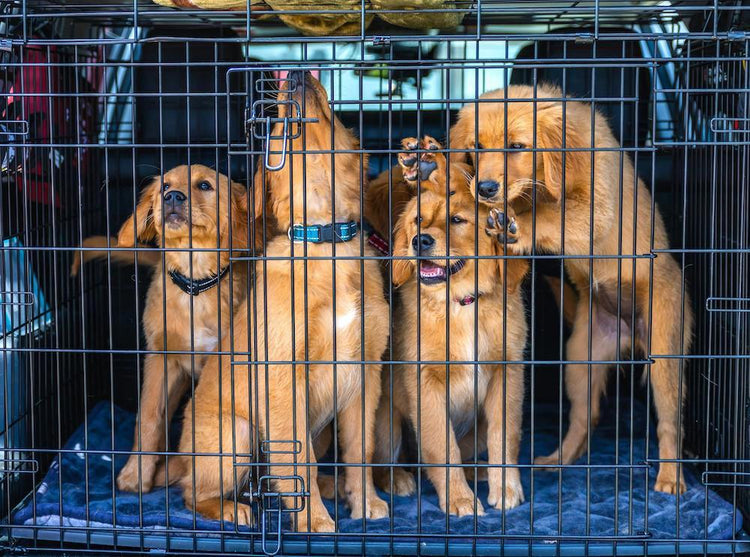 Hundbur, grindar och transport